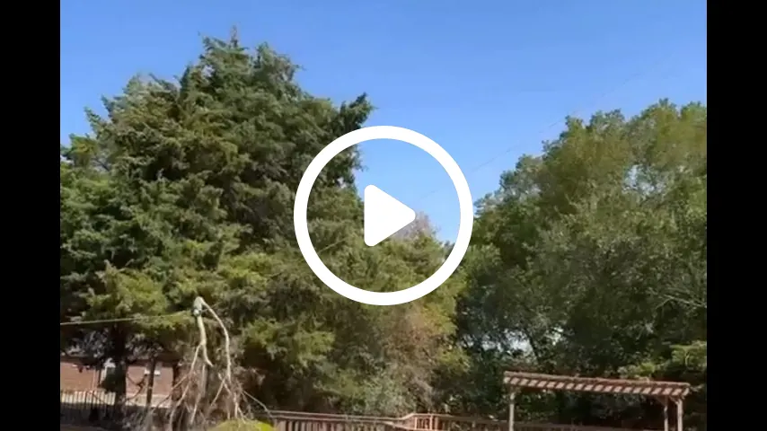 video1